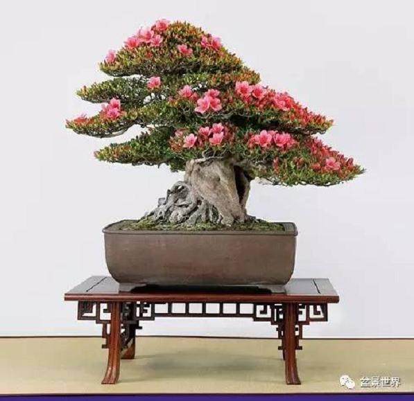 日本顶级皋月盆景大全集