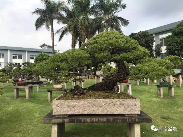 百万盆景 如何铸就？（有图有真相）