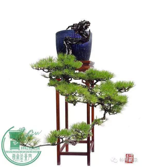 百万盆景 如何铸就？（有图有真相）