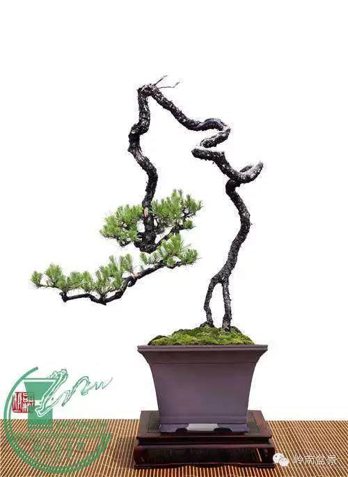 百万盆景 如何铸就？（有图有真相）