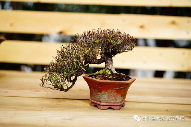 盆景的日常零星修剪