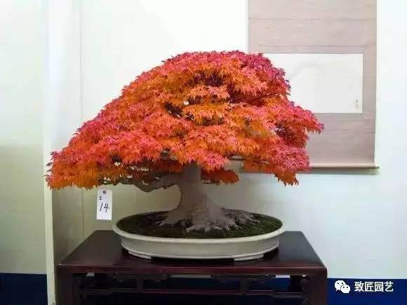 日本盆景展上的百年佳作