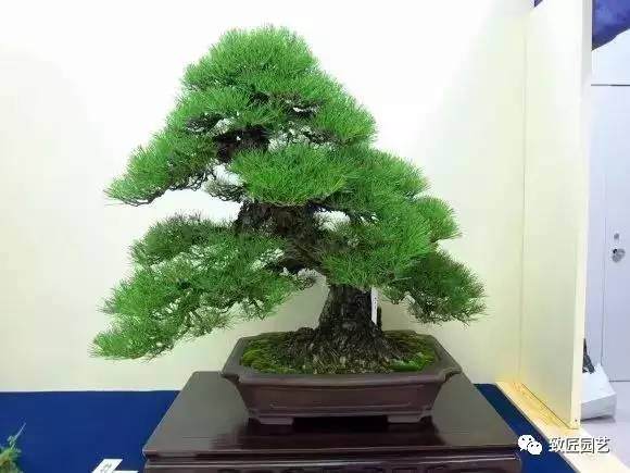 日本盆景展上的百年佳作
