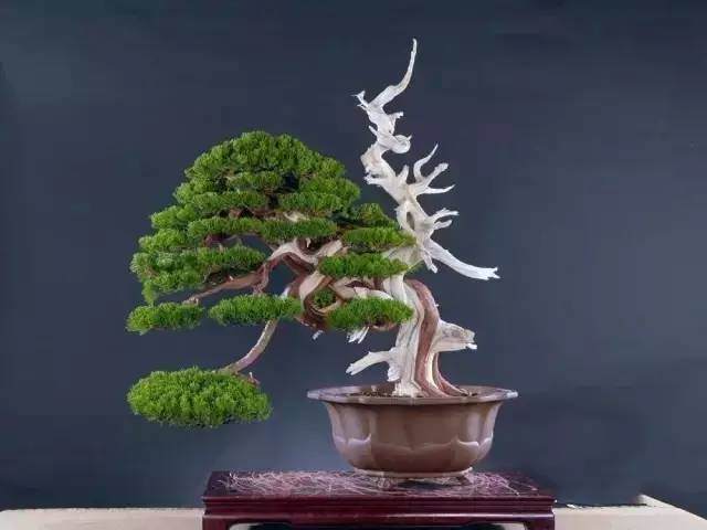 怎么才能使盆景具有无穷的艺术魅力