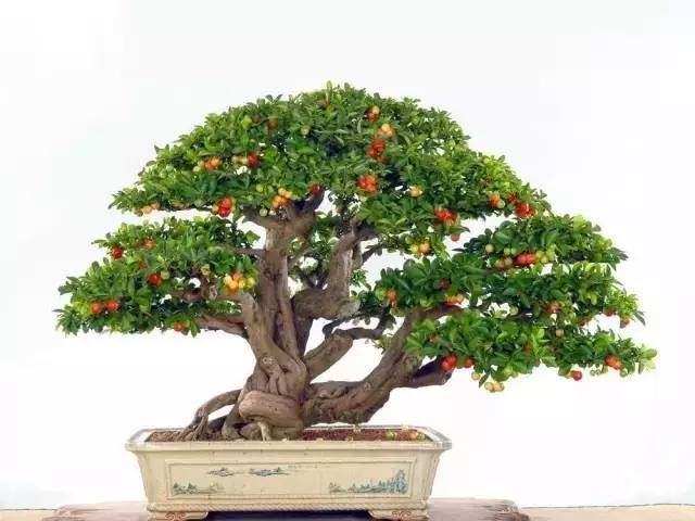 怎么才能使盆景具有无穷的艺术魅力