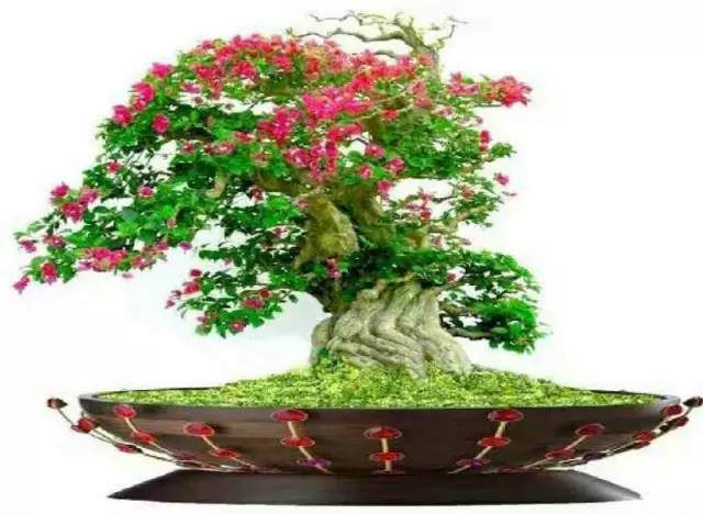 【散文】盆景/郭丽霞