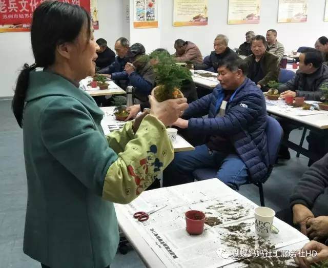 老兵文化娱乐小组 盆景