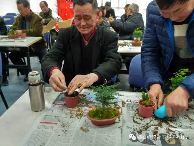 老兵文化娱乐小组 盆景