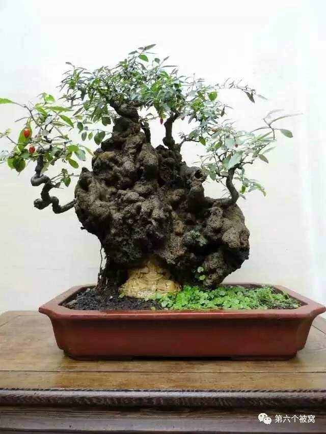 实用 | 挖桩上盆造型蓄枝……枸杞盆景新手一次看个够!