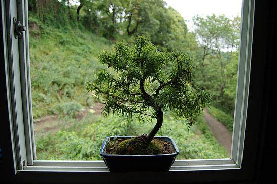 庭园观赏树金钱松为秋冬的古猗园增添秋韵