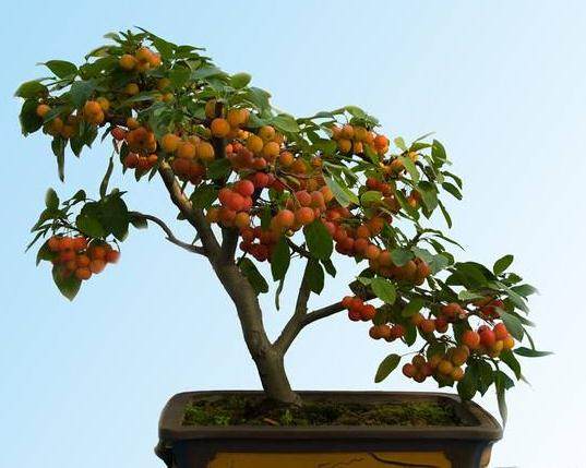 昆明花市果树盆景价格俏