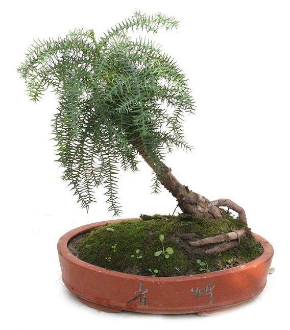 澳洲杉盆景的生命力十分顽强