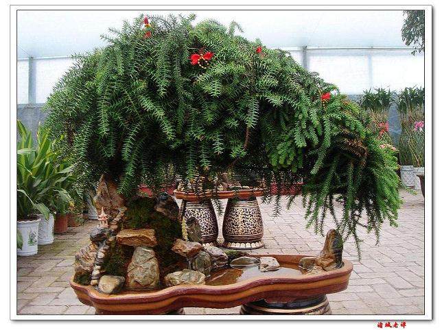 澳洲杉盆景价跌一半仍难卖