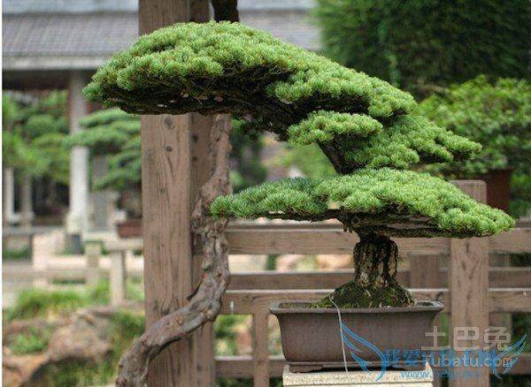 6个微型盆景价格高，事情搞大了