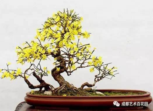 迎春花盆景的制作方法