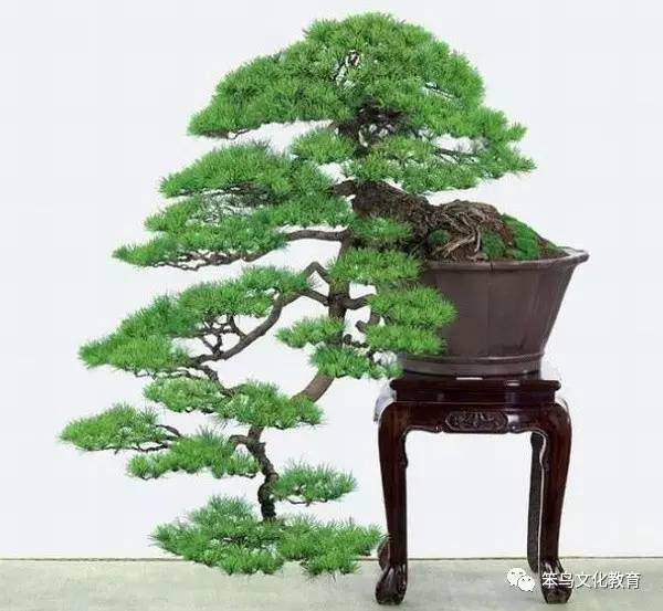 盆景艺术,是活着的艺术品、无声的诗!