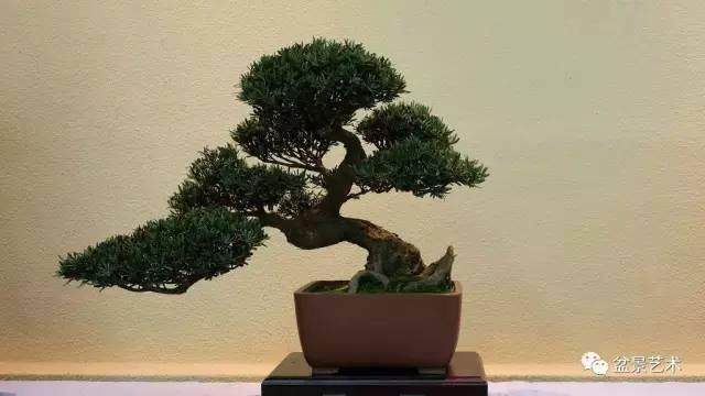 传统通派盆景的取材与造型