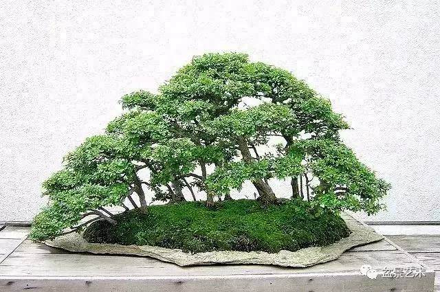 【盆景艺术】九步教你制作丛林式盆景