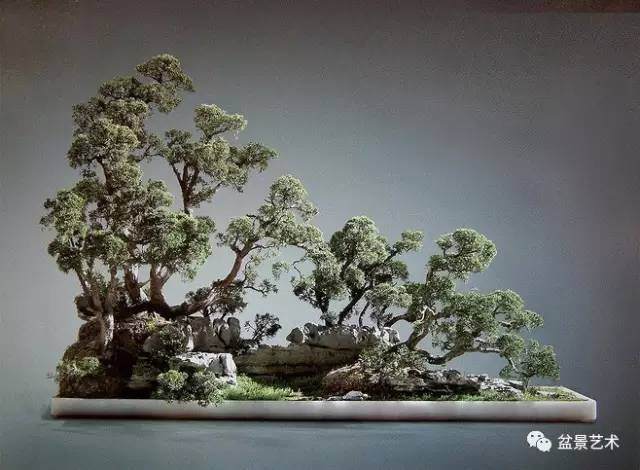 【盆景艺术】九步教你制作丛林式盆景