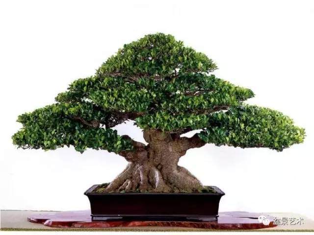 榕树盆景的修剪与摘叶技巧