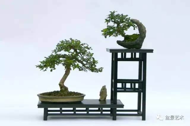 【盆景艺术】解决盆土板结小妙招