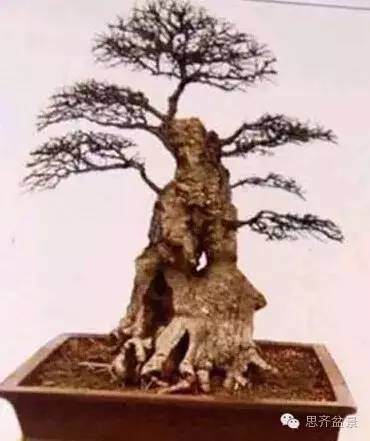 图解 为何枝条养到合适粗度前不能动剪