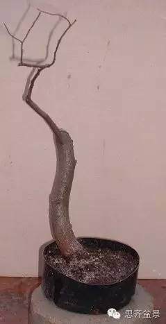 图解 为何枝条养到合适粗度前不能动剪