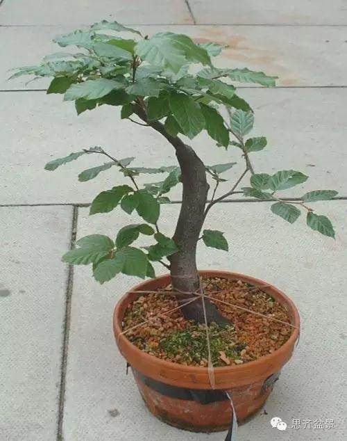 图解 为何枝条养到合适粗度前不能动剪