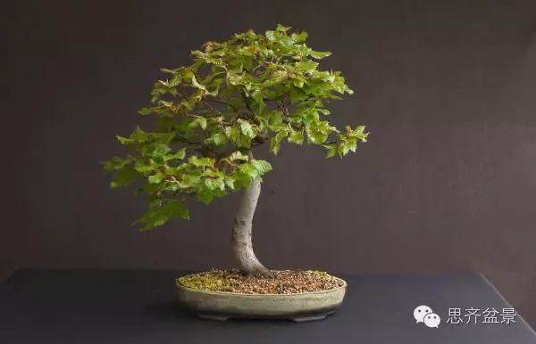 图解 为何枝条养到合适粗度前不能动剪