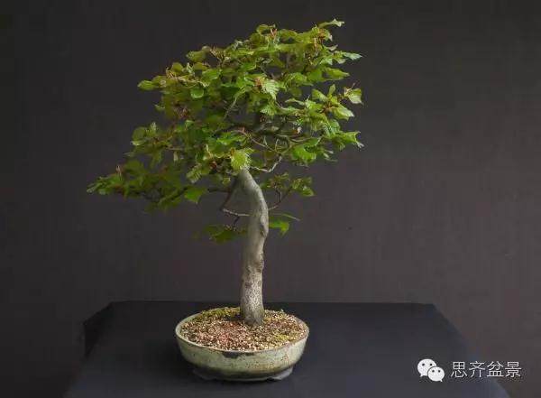 图解 为何枝条养到合适粗度前不能动剪