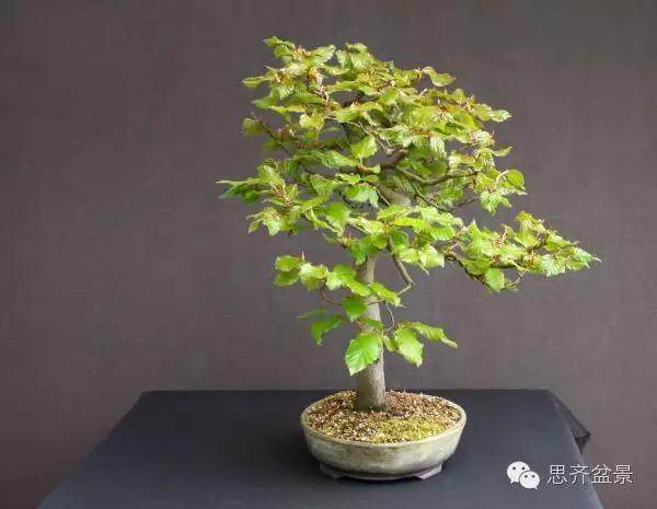 图解 为何枝条养到合适粗度前不能动剪