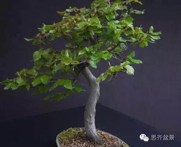 图解 为何枝条养到合适粗度前不能动剪