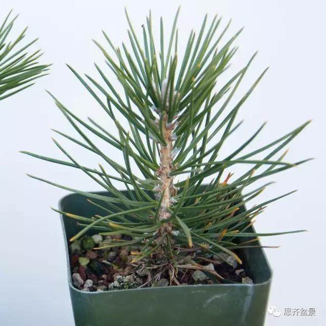 给三年黑松盆景苗蟠扎造型