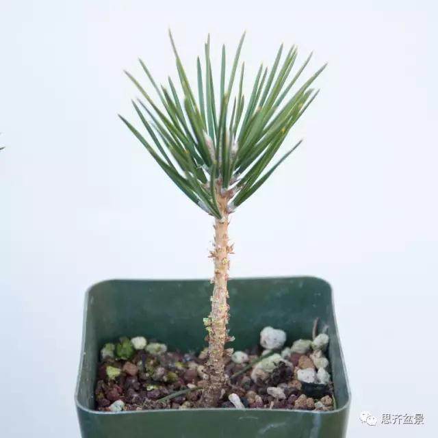 图解 黑松盆景苗怎么蟠扎造型的方法