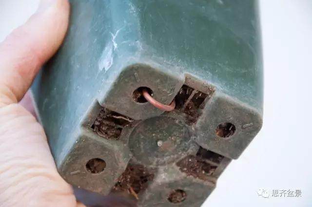 图解 黑松盆景苗怎么蟠扎造型的方法