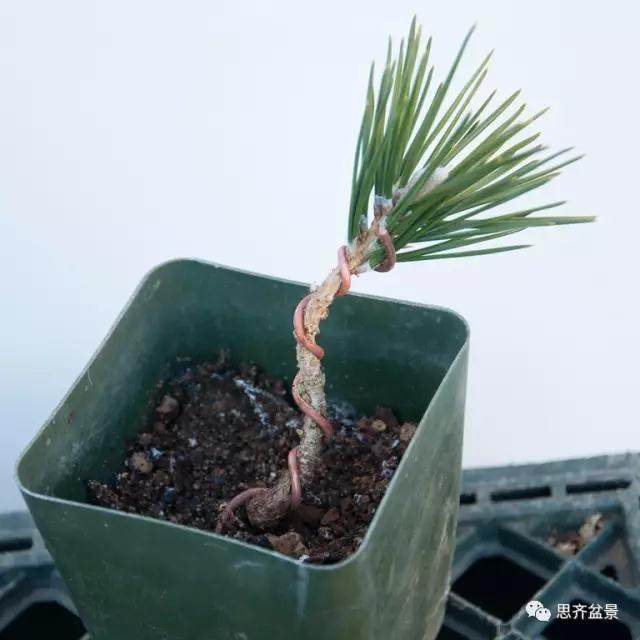 图解 黑松盆景苗怎么蟠扎造型的方法