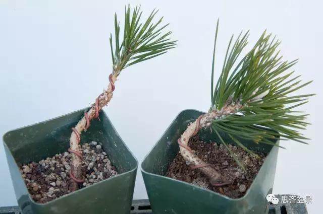 图解 黑松盆景苗怎么蟠扎造型的方法