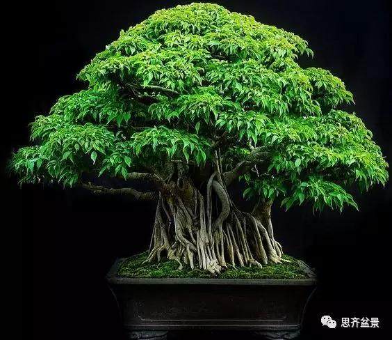 最适合阳台党的5种盆景树种