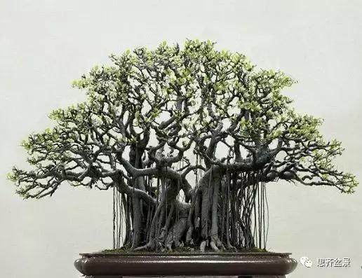 最适合阳台党的5种盆景树种