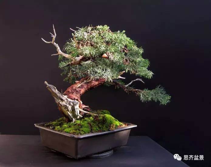 体现柏树盆景的观赏价值要注意以下3个方面