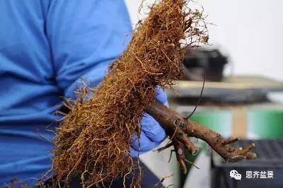 图解 外国盆友是如何给盆景育根的方法