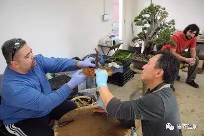 图解 外国盆友是如何给盆景育根的方法