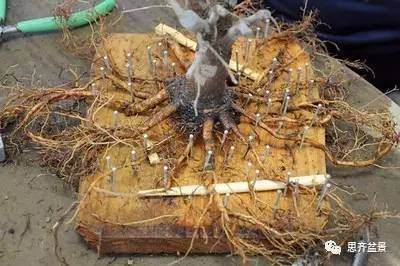 图解 外国盆友是如何给盆景育根的方法