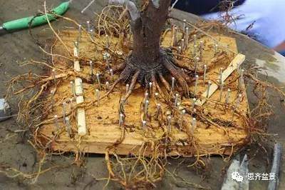 图解 外国盆友是如何给盆景育根的方法