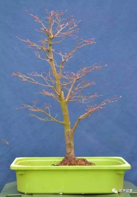 图解 怎么给红枫盆景换盆修根的方法