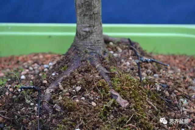 图解 怎么给红枫盆景换盆修根的方法