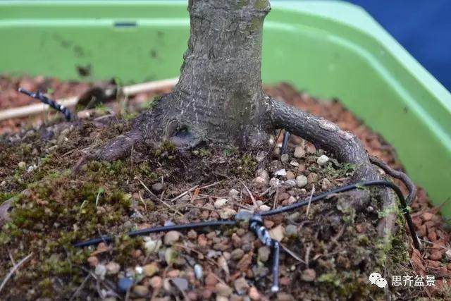 图解 怎么给红枫盆景换盆修根的方法