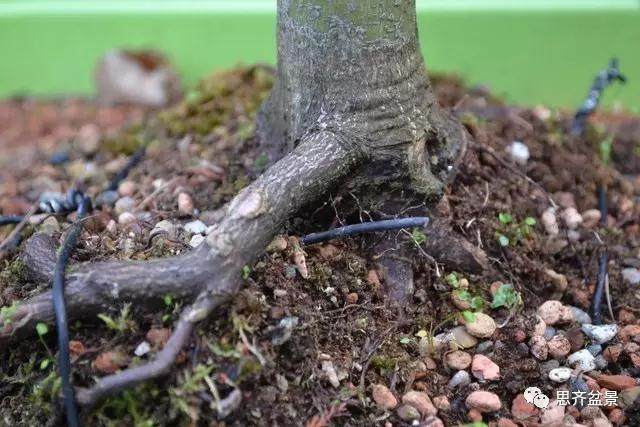 图解 怎么给红枫盆景换盆修根的方法