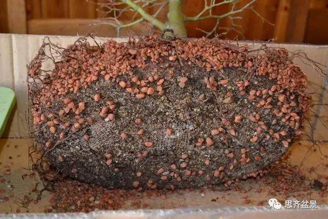 图解 怎么给红枫盆景换盆修根的方法