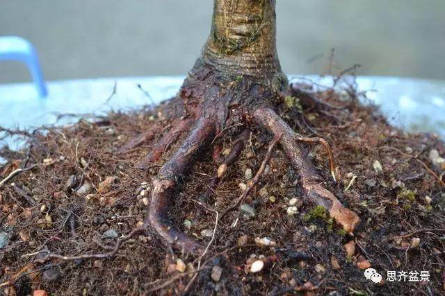 图解 怎么给红枫盆景换盆修根的方法